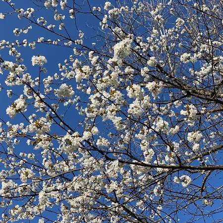 Couette-café La Forestale Luxury Primo Piano 4*