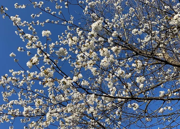 Bed and Breakfast La Forestale Luxury Primo Piano 4*